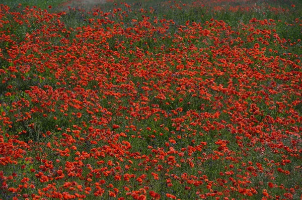 Flores da Transilvânia — Fotografia de Stock