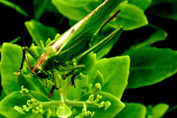 Grasshopper bug — Stock Photo, Image