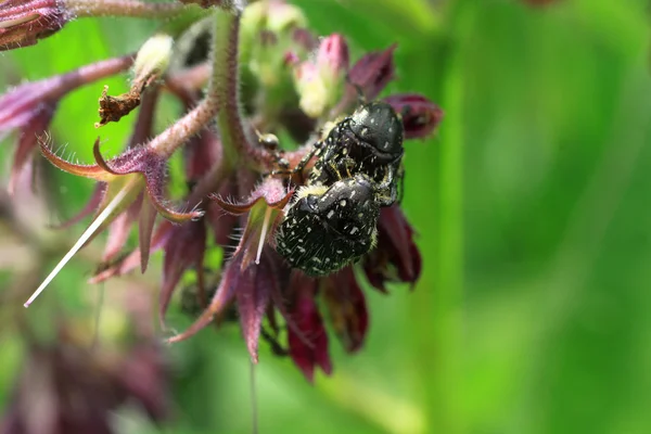 Bug on a flower — Stock Photo, Image