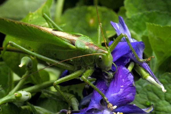 Grasshopper bug — Stock Photo, Image