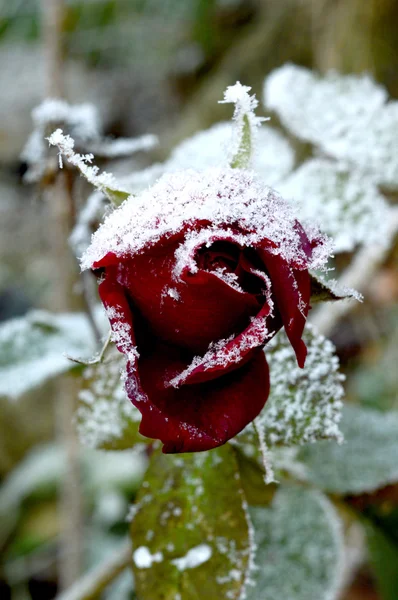 Frosty grape — Stock Photo, Image