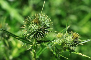 Transilvanya çiçek