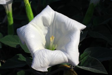 Transilvanya'da çiçek