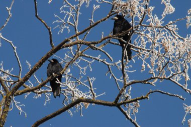 ayaz bitkiler ve taçlar