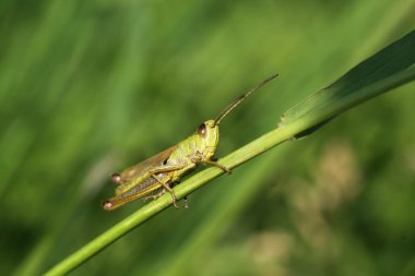 Bir çiçeğin üzerindeki hata