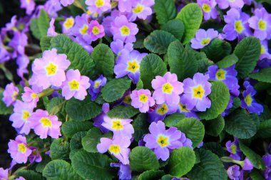 Transilvanya çiçek