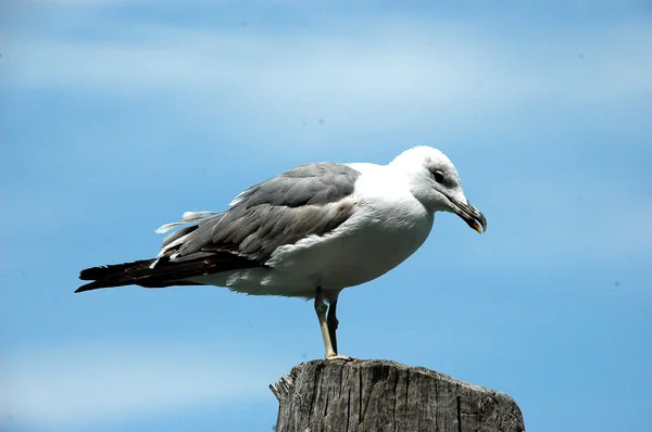 Bird in a row — Stock Photo, Image