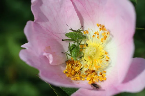 Bug em uma flor — Fotografia de Stock