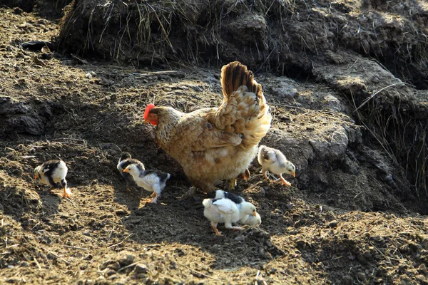 Hühner auf dem Gras — Stockfoto