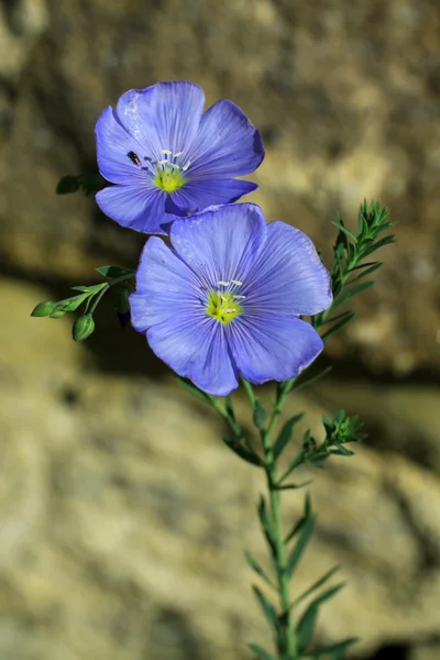 Blommor från Transsylvanien — Stockfoto