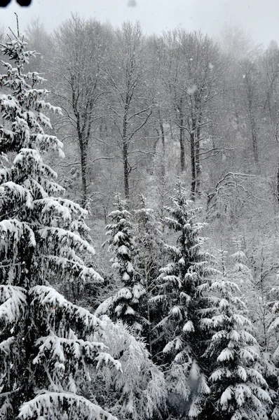 Landschap in de winter — Stockfoto