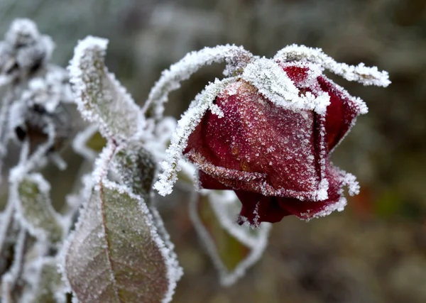 Frostige Trauben — Stockfoto