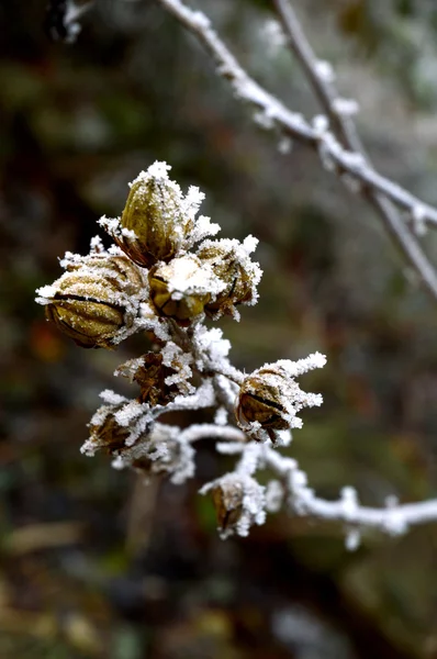 Frosty planten — Stockfoto