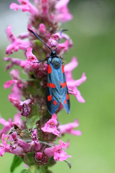 Bug op een bloem — Stockfoto