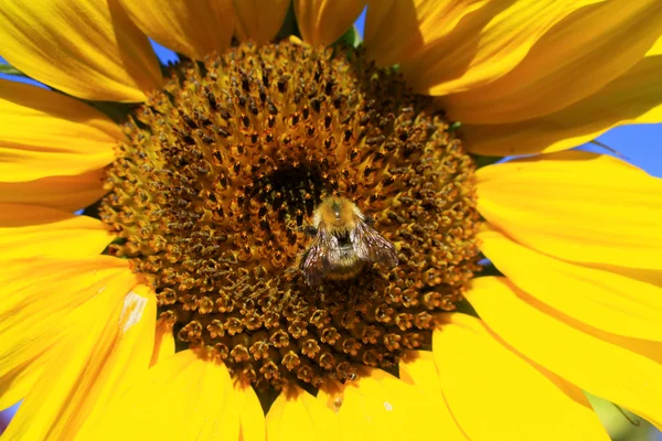 Bug on a flower — Stock Photo, Image