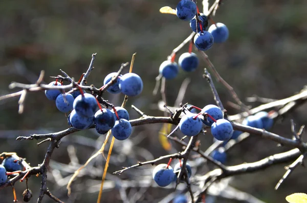 Sloe selvatico — Foto Stock