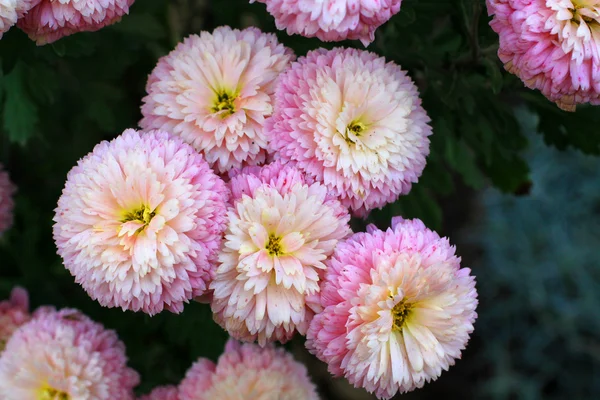 Flowers from Transylvania — Stock Photo, Image