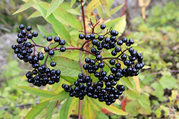 Elder fruit — Stock Photo, Image