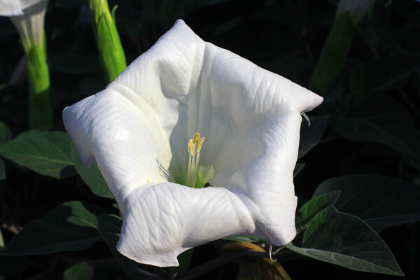 Цветок из Трансильвании
