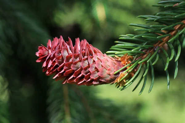 Pine Cone — Stock Photo, Image