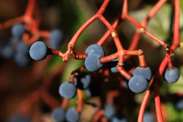 Sloe selvatico — Foto Stock