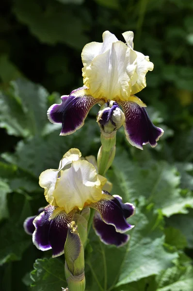 Blumen aus Transsilvanien — Stockfoto