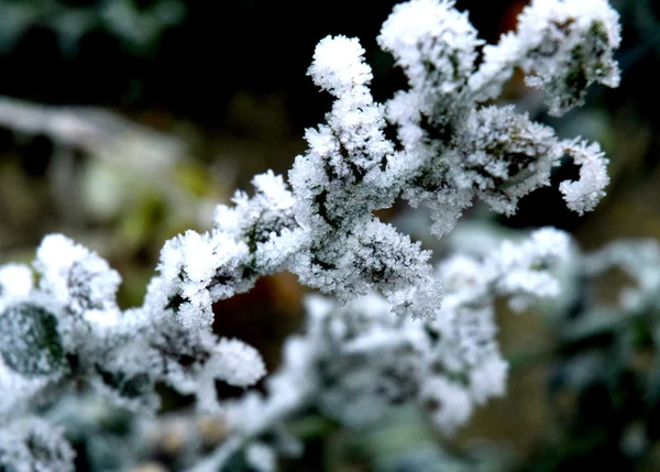 Frostige Pflanzen — Stockfoto