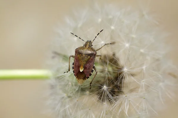 Bug on a flower — Stock Photo, Image