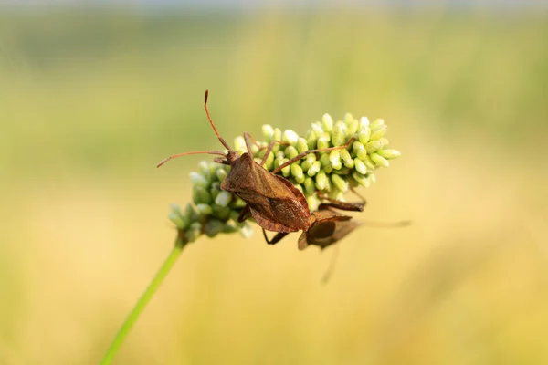 Sprinkhaan bug — Stockfoto