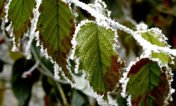 Frosty planten — Stockfoto