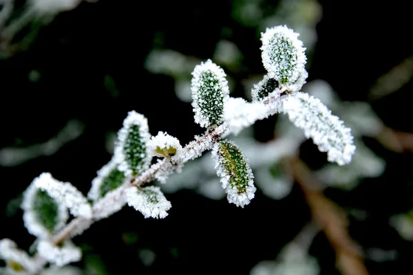 Frosty plants — Stock Photo, Image