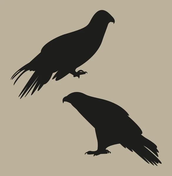 Ilustration du faucon — Image vectorielle