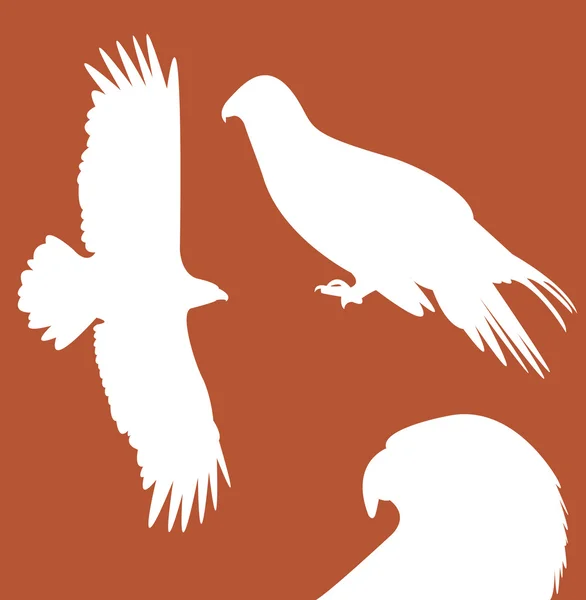 Ilustración del halcón — Vector de stock