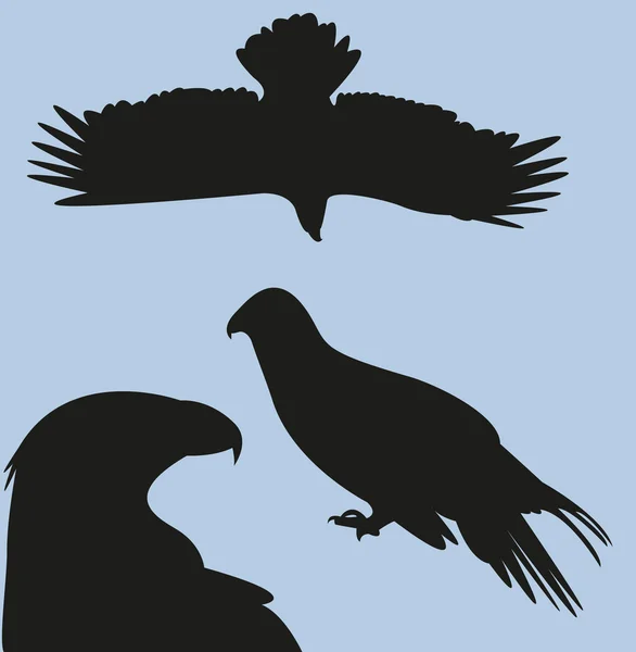 Ilustración del halcón — Vector de stock