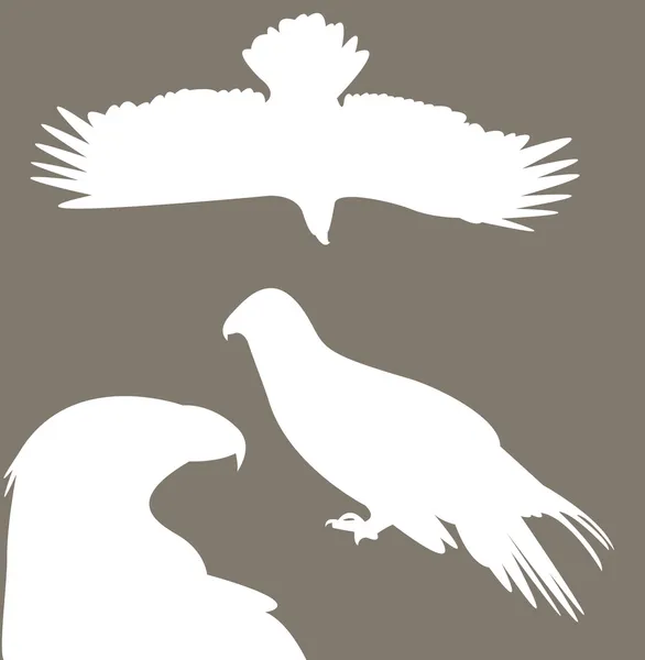 Ilustrazione del falco — Vettoriale Stock
