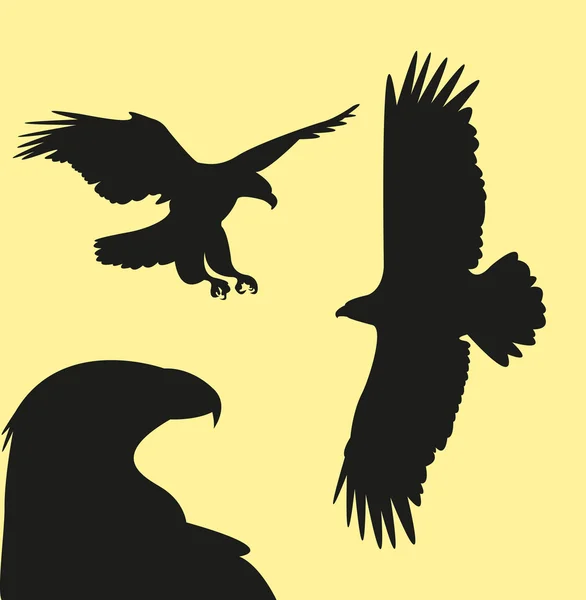 Şahin ilustration