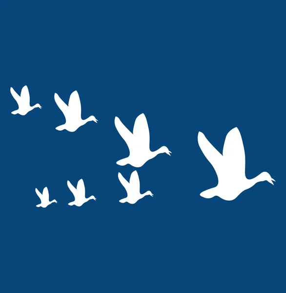 Flying birds Vector Graphics