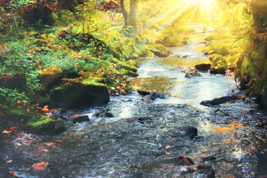 Sarı ve kırmızı yapraklı güzel sonbahar arkaplanı.