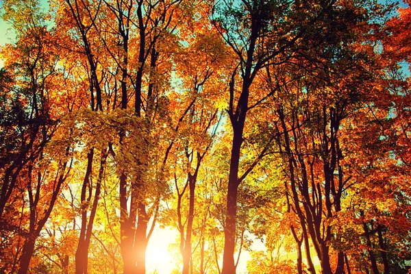 Schöne Herbst Hintergrund Mit Gelben Und Roten Blättern — Stockfoto