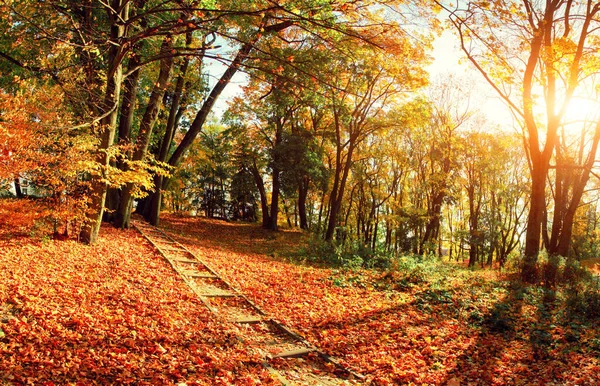 Schöne Herbst Hintergrund Mit Gelben Und Roten Blättern — Stockfoto