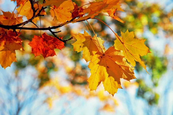 Beautiful Autumn Background Yellow Red Leaves Stock Image