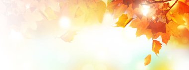 Sarı ve kırmızı yapraklı güzel sonbahar arkaplanı.