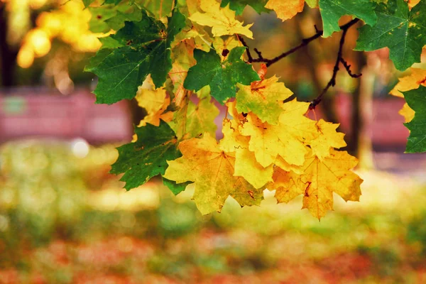 Mooie Herfst Achtergrond Met Gele Rode Bladeren — Stockfoto