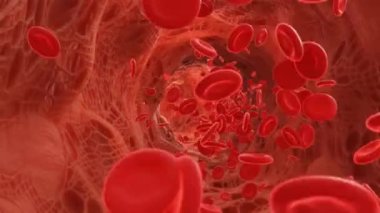 Atardamarda kırmızı kan hücreleri akıyor. 3d video