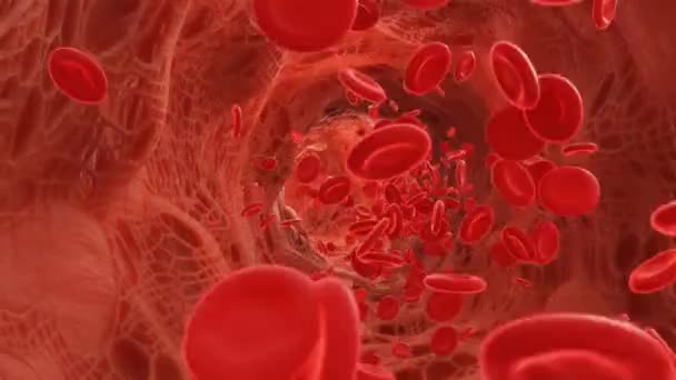 Красные Кровяные Тельца Текущие Артерии Видео — стоковое видео