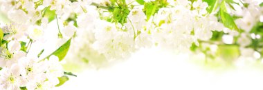 Çiçek açan ağaçlı güzel doğa sahnesi.