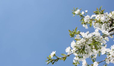 Çiçek açan ağaçlı güzel doğa sahnesi.