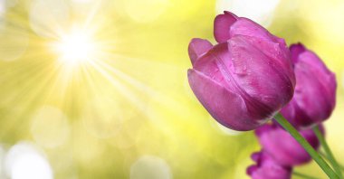 Bahar kutlaması konsepti. Kadınlar Günü için tebrik kartı.