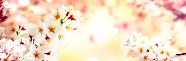 Çiçek Açan Ağaçlı Güzel Doğa Sahnesi — Stok fotoğraf