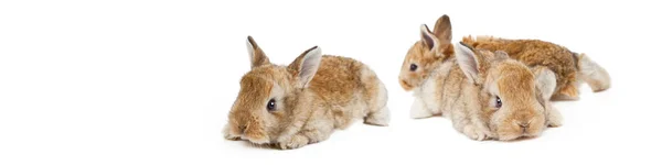 Пасхальная Композиция Кроликом Праздничное Оформление Счастливая Пасха — стоковое фото